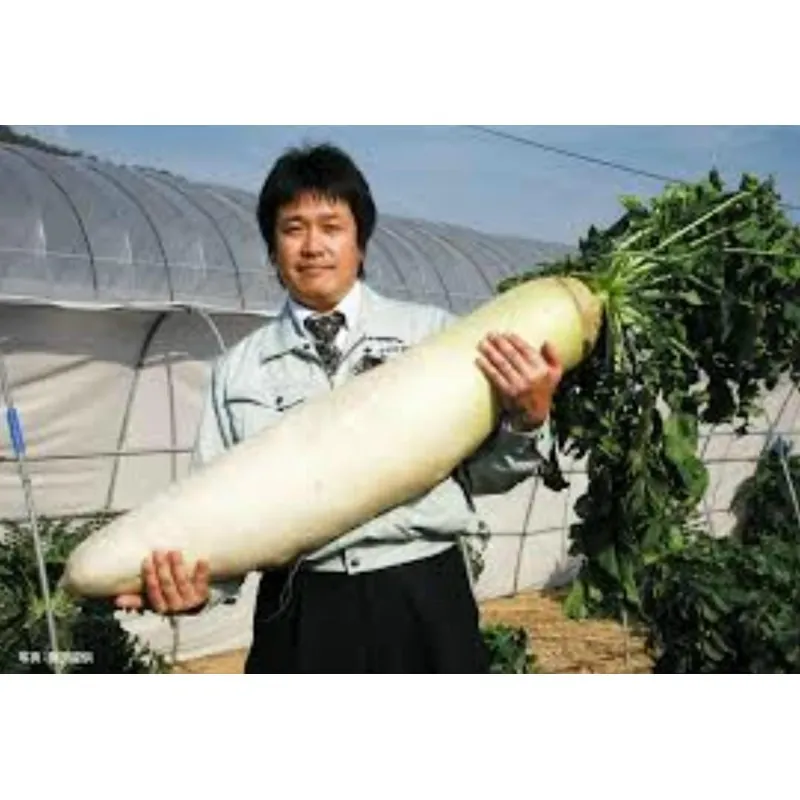 Daikon Giant Long Japanese Radish Seeds