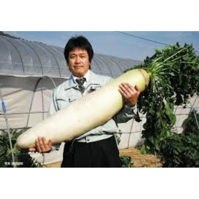 Daikon Riesige Lange japanische Rettich-Samen