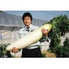 Daikon Dzinovska Duga Bela Japanska Rotkvica Seme