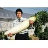 Graines Japonaises géant longues radis Daikon