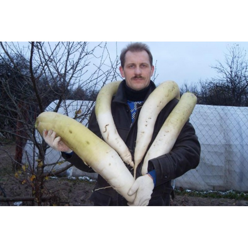 Price: €2.35 - Semillas Rábano Gigante Largo Japonesa Daikon - Seeds Gallery