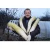 Graines Japonaises géant longues radis Daikon