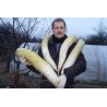 Price: €2.35 - Semi Di Ravanello Gigante Giapponese Daikon - Seeds Gallery