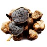 Dentes De Alho Preto (Allium roseum)