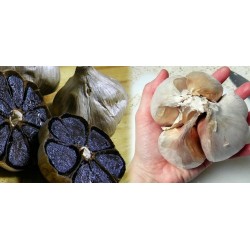 Ouro Preto - Dentes De Alho Preto (Allium roseum)