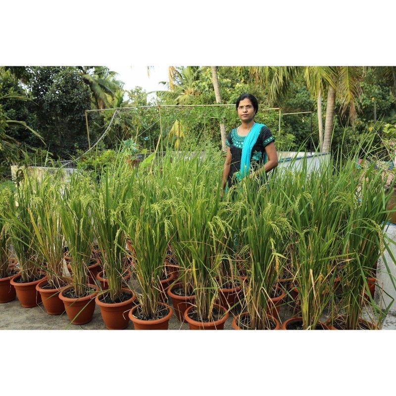 Price: €2.45 - Brown Aromatic, Jasmine Rice Seeds Heirloom Non-Gmo - 