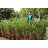Price: €2.45 - Brown Aromatic, Jasmine Rice Seeds Heirloom Non-Gmo - 