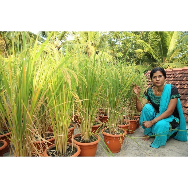 Price: €2.45 - Brown Aromatic, Jasmine Rice Seeds Heirloom Non-Gmo - 