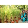 Price: €2.45 - Brown Aromatic, Jasmine Rice Seeds Heirloom Non-Gmo - 