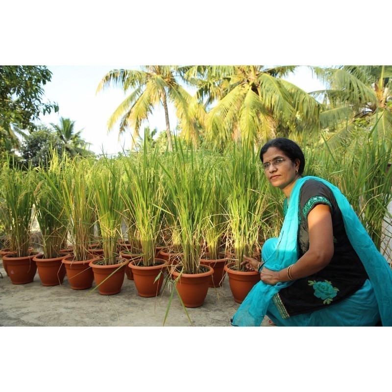 Price: €2.45 - Brown Aromatic, Jasmine Rice Seeds Heirloom Non-Gmo - 