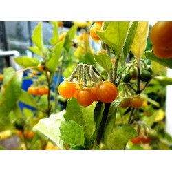 Gelbfrüchtiger Nachtschatten Samen  (Solanum villosum)
