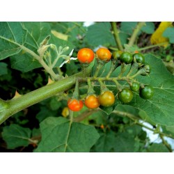 GOLDEN PEARLS Seeds (Solanum villosum)