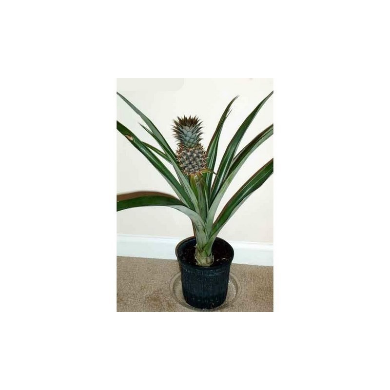 Price: €3.5 - Sementes de Ananás ou abacaxi - 