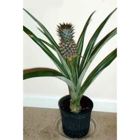 Ananas Seeds "pineapple"