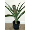 Ananas Seeds "pineapple"