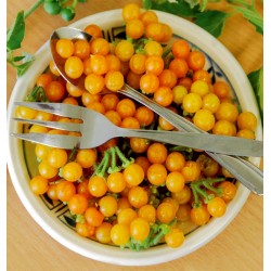 Price: €2.75 - Sementes de Pérolas De Ouro (Solanum villosum) - 