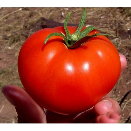 Price: €2.05 - Volgograd Tomato Seeds Russian Heirloom - Seeds Gallery