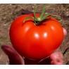 Semillas de tomate de Volgogrado - variedad rusa