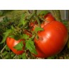 Price: €2.05 - Volgograd Tomato Seeds Russian Heirloom - Seeds Gallery