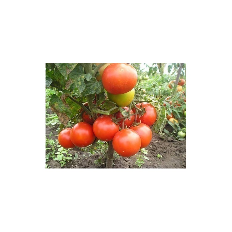 Price: €2.05 - Volgograd Tomato Seeds Russian Heirloom - Seeds Gallery