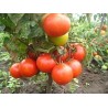 Price: €2.05 - Volgograd Tomato Seeds Russian Heirloom - Seeds Gallery