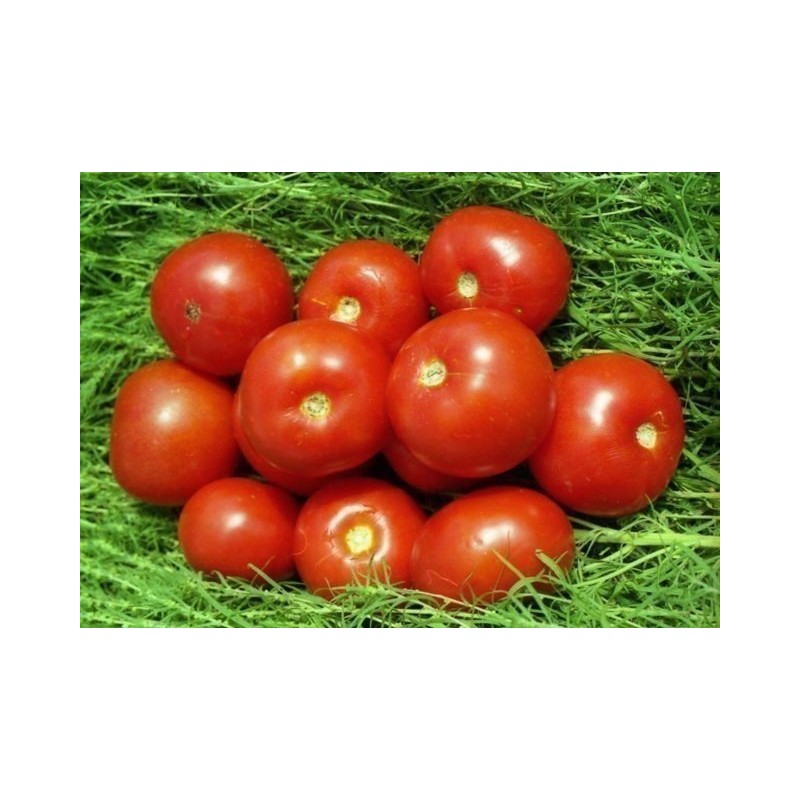 Semillas de tomate de Volgogrado - variedad rusa