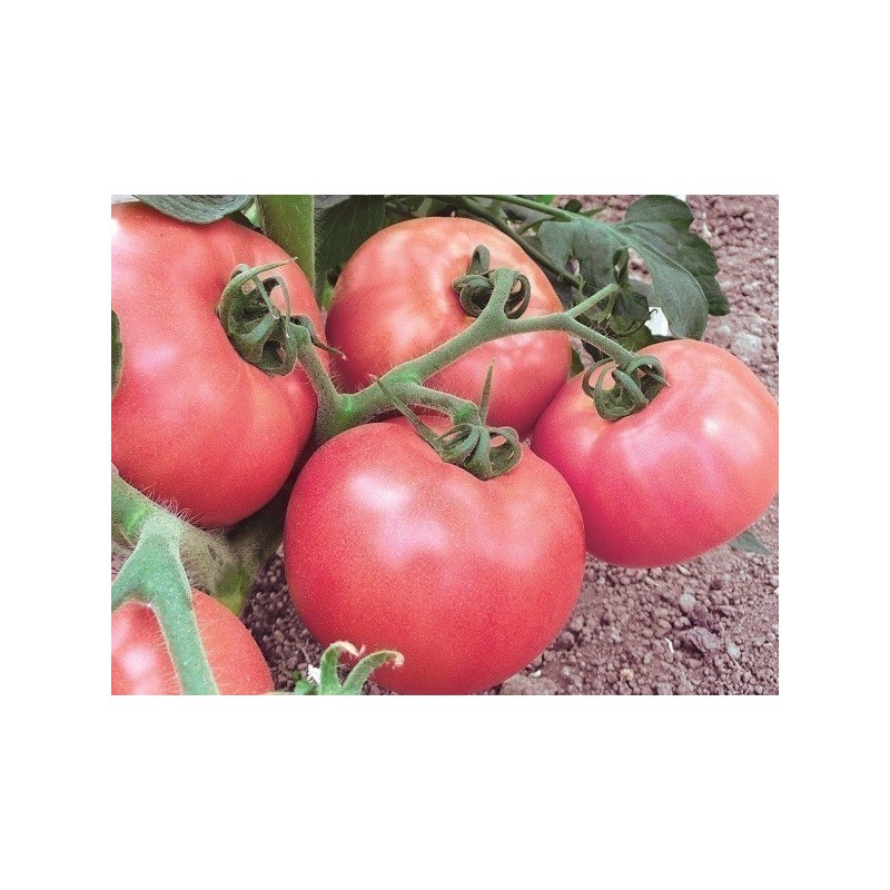 Price: €2.05 - Volgograd Tomato Seeds Russian Heirloom - Seeds Gallery