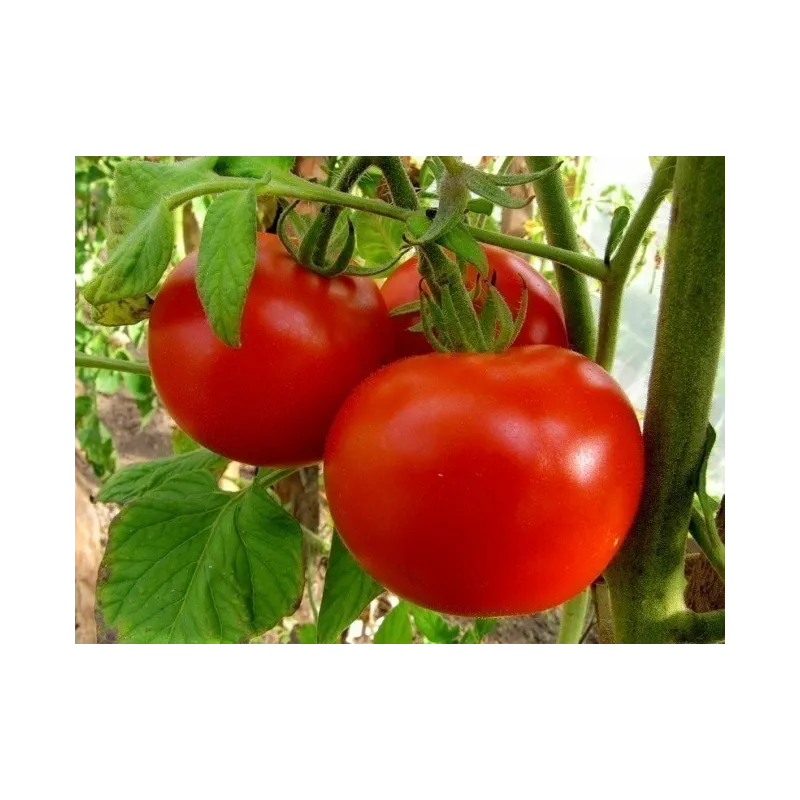 Semillas de tomate de Volgogrado - variedad rusa