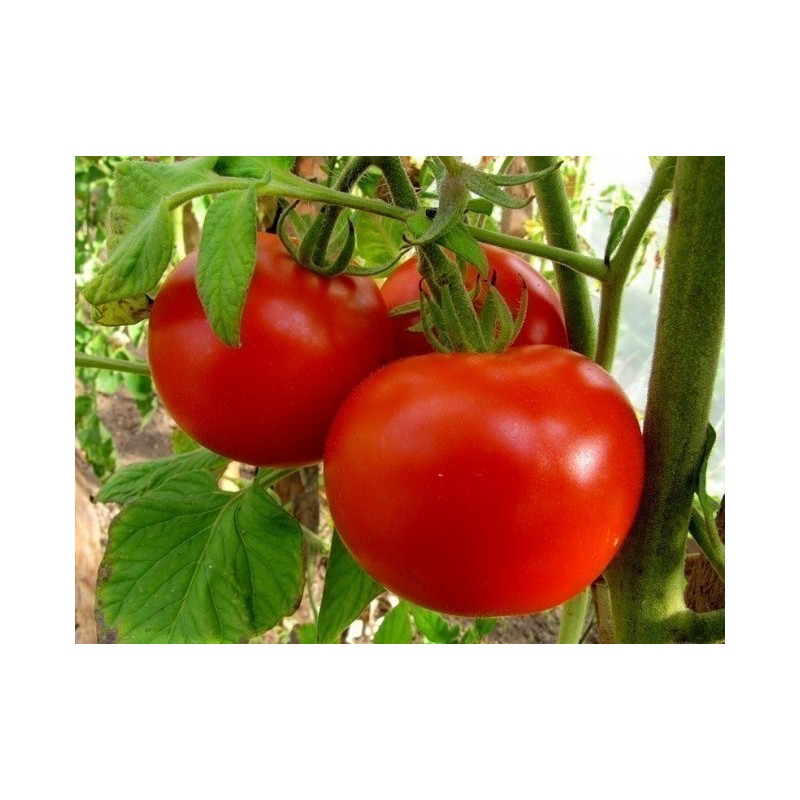 Price: €2.05 - Volgograd Tomato Seeds Russian Heirloom - Seeds Gallery