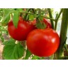 Semillas de tomate de Volgogrado - variedad rusa