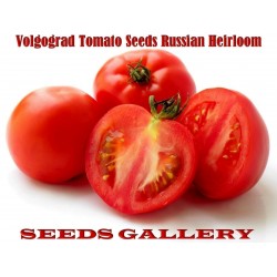 Price: €2.05 - Volgograd Tomatsfrön - Ryska sorten - Seeds Gallery
