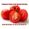 Semillas de tomate de Volgogrado - variedad rusa