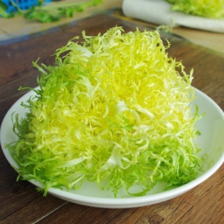 Semi di Indivia GIALLA A COUORE PIENO (Cichorium endivia)