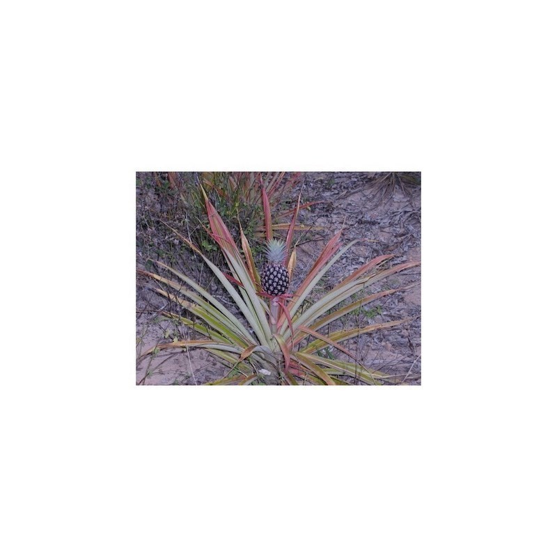 Price: €3.5 - Sementes de Ananás ou abacaxi - 