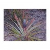 Price: €3.5 - Sementes de Ananás ou abacaxi - 