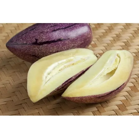 Rare Giant Purple Pepino Seeds (Solanum muricatum)