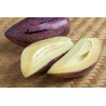 Graines Pepino Ou Poire-Melon Géant Violet Rares (Solanum muricatum) | 2,50 €