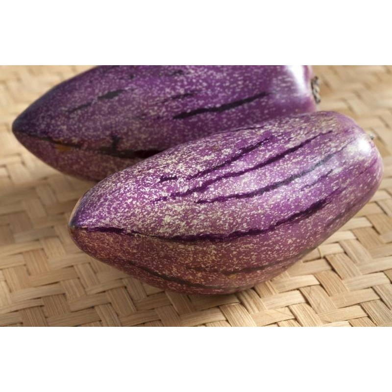 Seltene Lila Riesen-Pepino Samen (Solanum muricatum) | 2,50 €