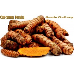 Gurkmeja Jordstam (Curcuma longa) - 7.155