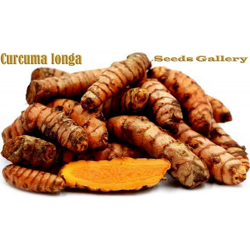 Turmeric Live Rhizomes (Curcuma longa)