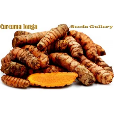 Turmeric Live Rhizomes (Curcuma longa)