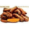 Turmeric Live Rhizomes (Curcuma longa)