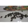 Ananas Seeds "pineapple"