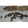 Price: €3.5 - Sementes de Ananás ou abacaxi - 
