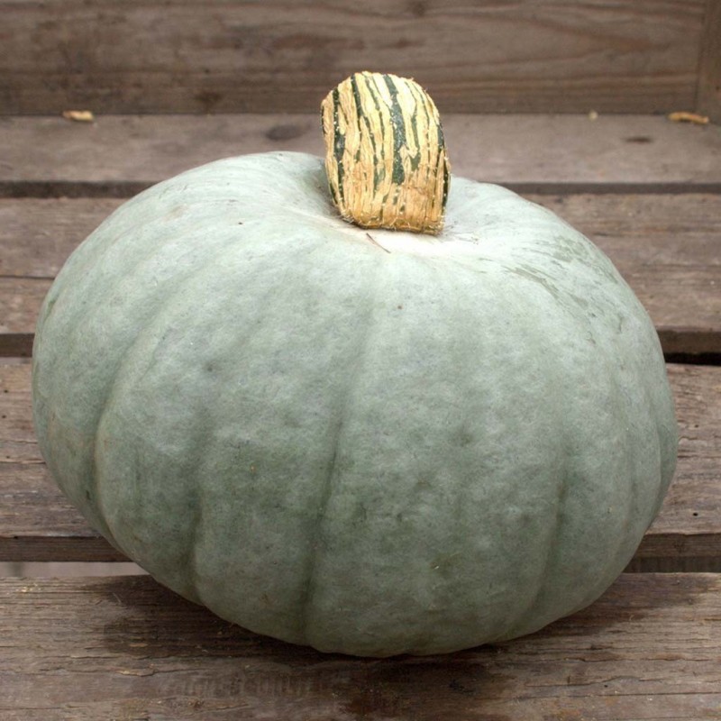 Semi di Zucca dolce Prince Crown | 2,15 €