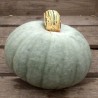 Graines de citrouille Prince Crown | 2,15 €