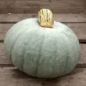 Prince Crown Pumpkin Seeds