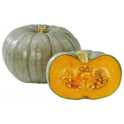 Price: €2.15 - Sementes de abóbora Prince Crown - Seeds Gallery