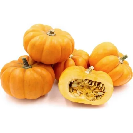 Mini Muskatkürbis Samen