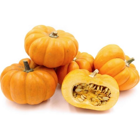 Semi di zucca Mini Musk